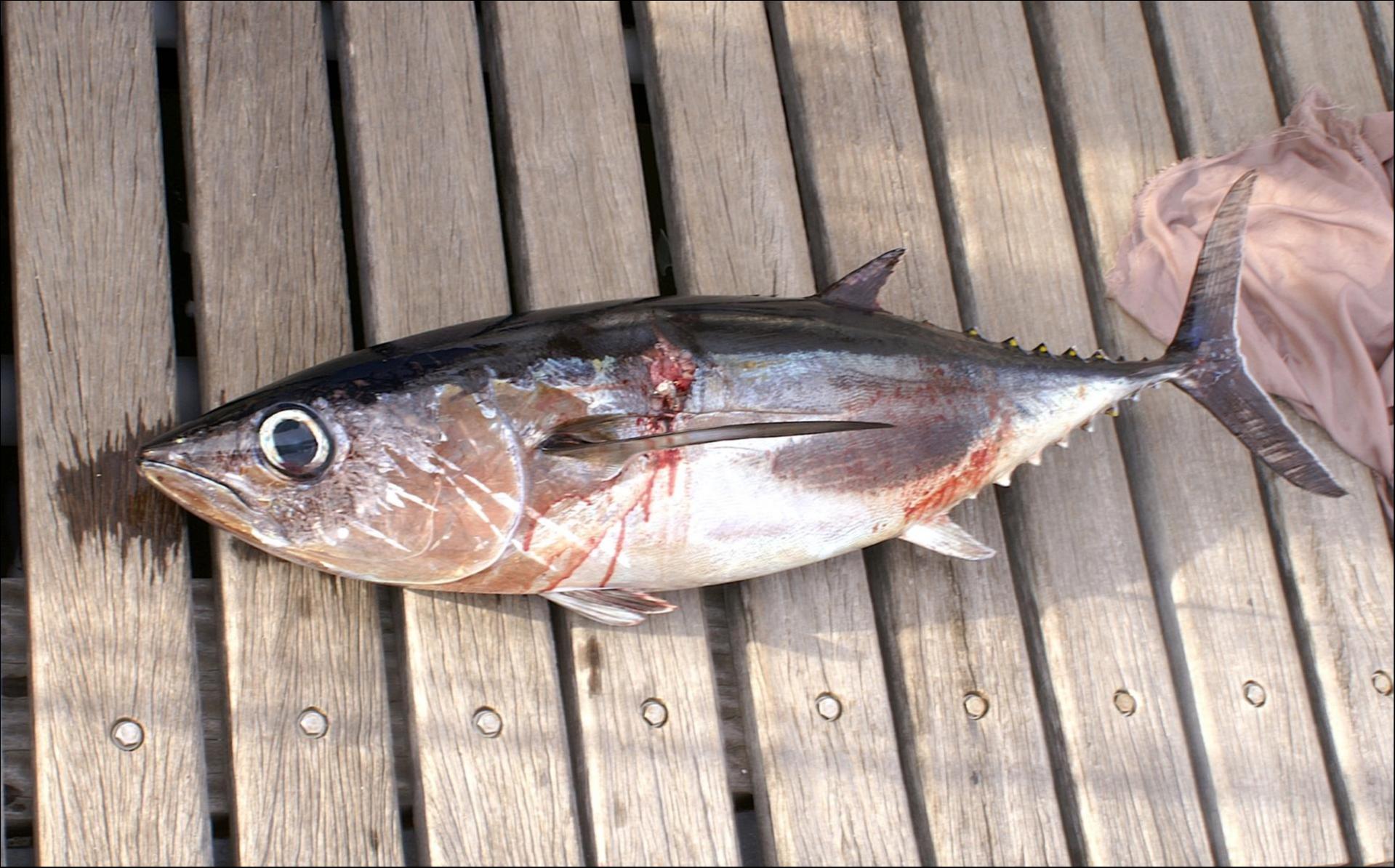 LEONIE, le germont du 1er jour de pêche