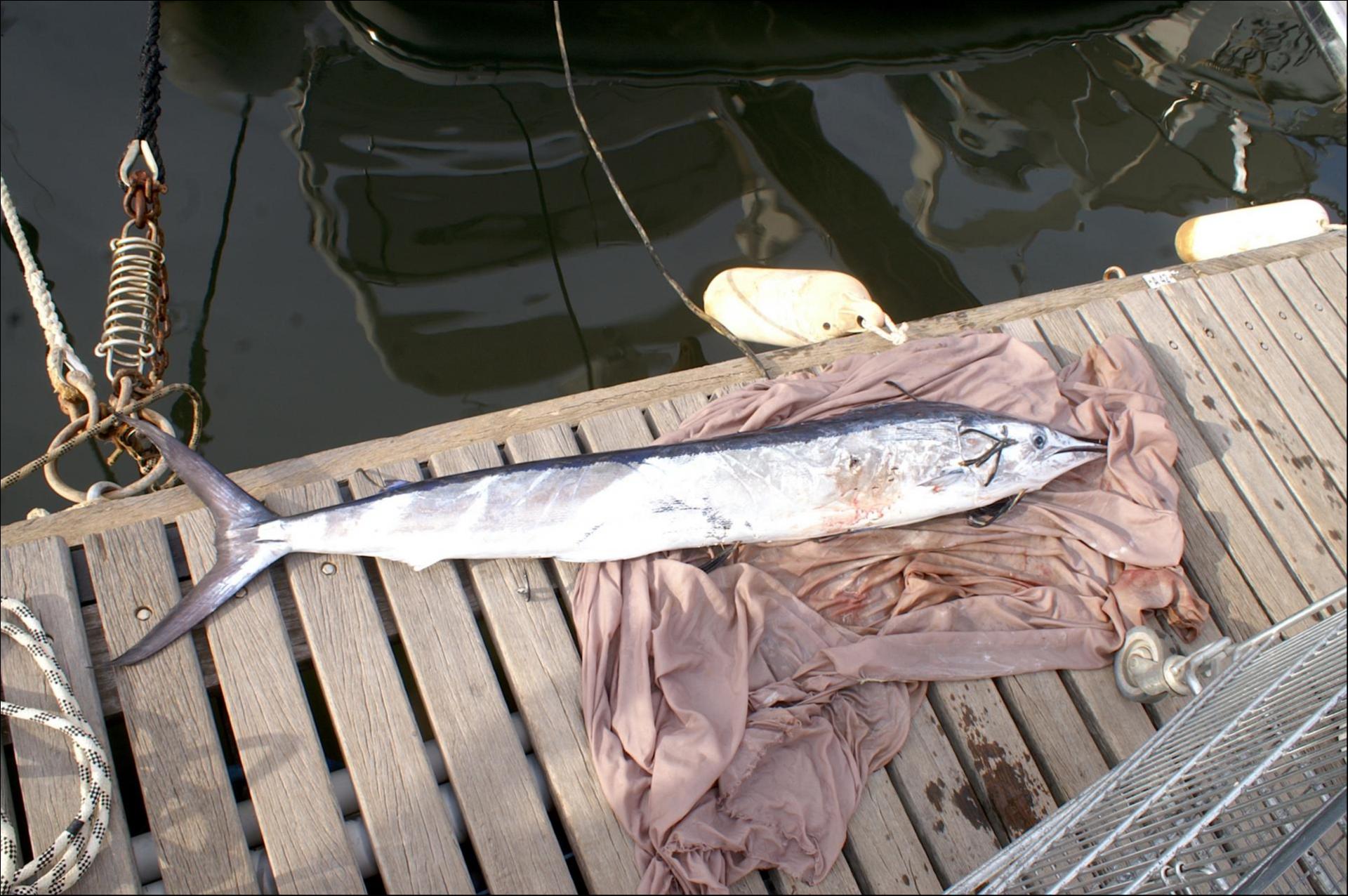 Un beau “tar fish“ pris sur LEONIE