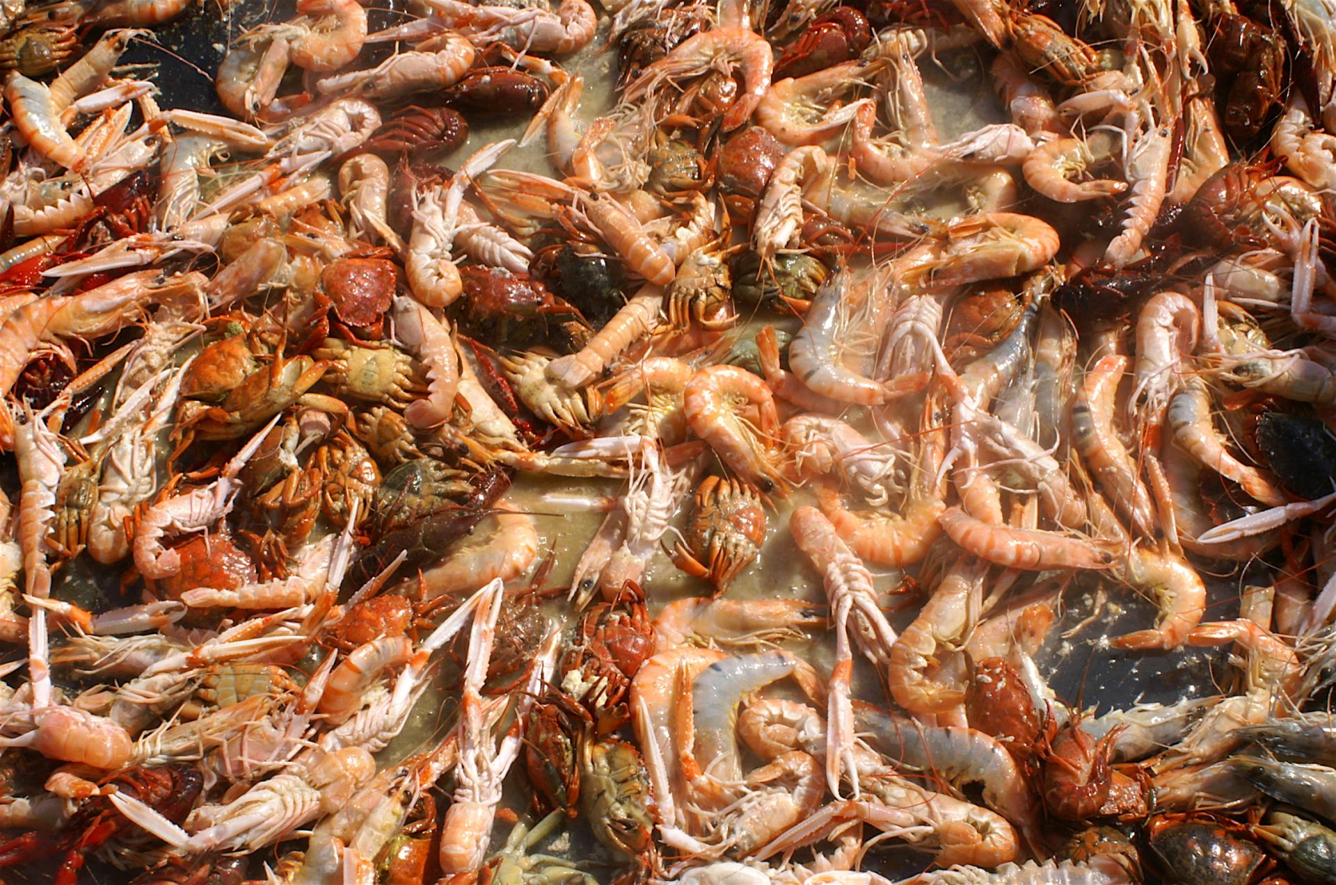 Que de crevettes