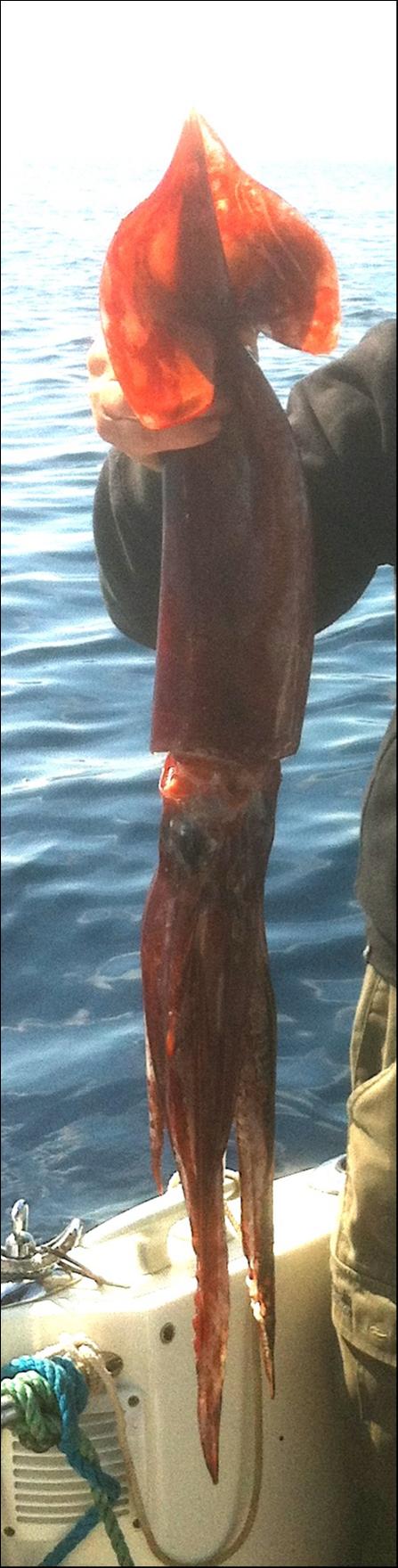 Un beau calamars rouge capture par p kuttler 6